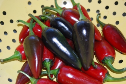 Picture of Hungarian Black Chilli Pepper